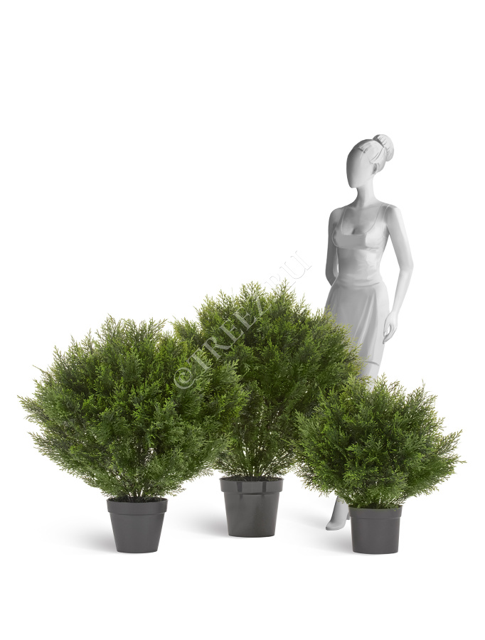 Туя Брабант пушистая шаровидная уличная фото