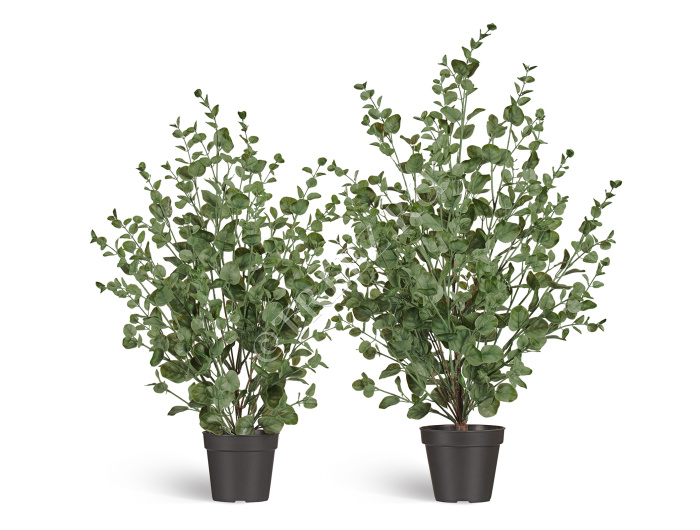 Эвкалипт куст припылённо-зелёный фото