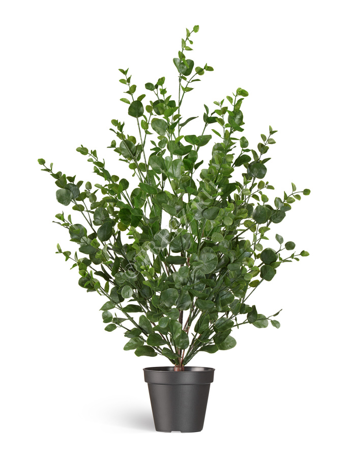 Эвкалипт куст зелёный фото