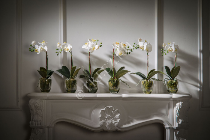 Орхидея Фаленопсис белая с мхом, корнями, землёй фото