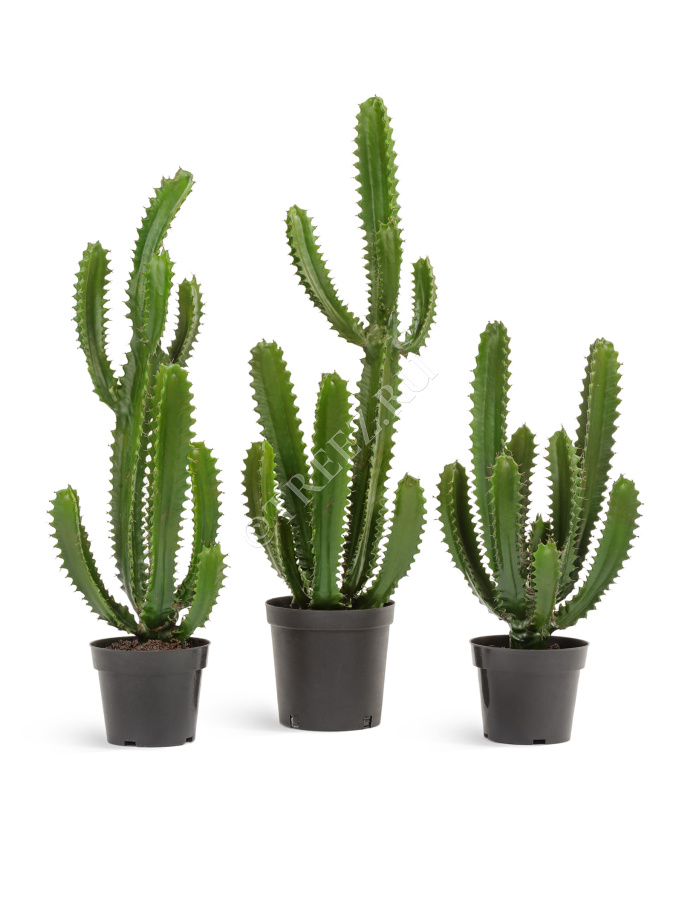 Кактус Цереус Стайл фото