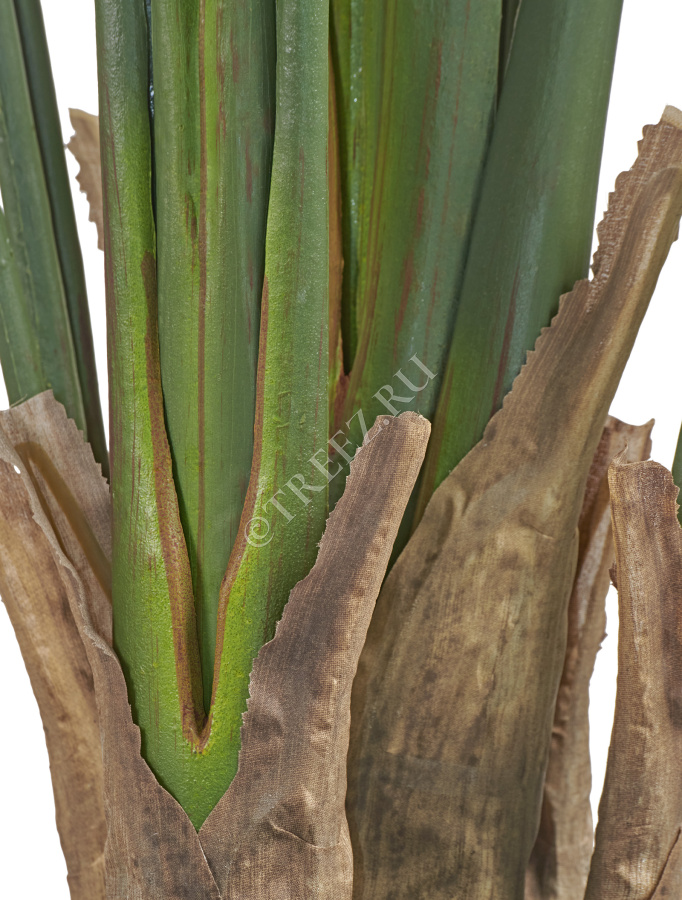 Стрелиция New Style (Sensitive Botanic) фото