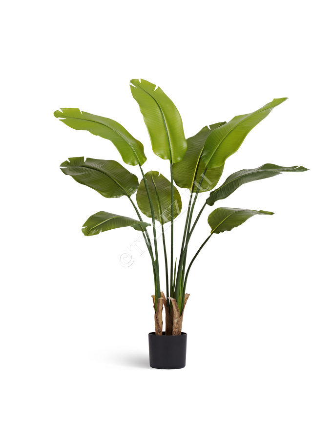 Стрелиция New Style (Sensitive Botanic) фото