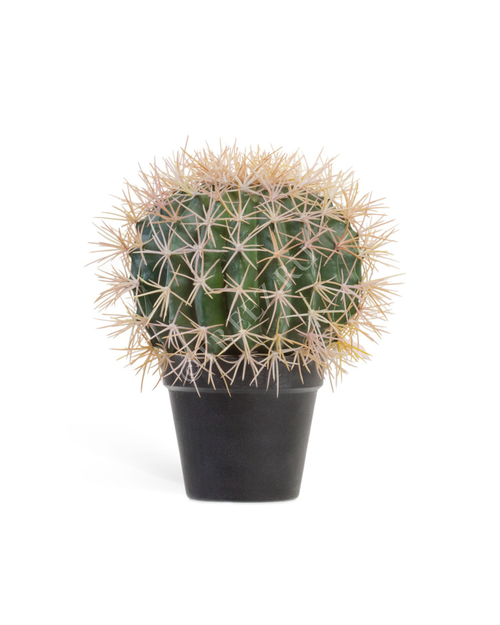 Кактус Баррель фото