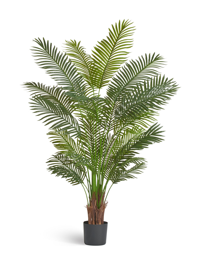 Пальма Арека Хризалидокарпус New фото