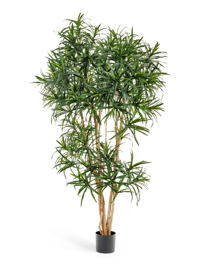 Драцена Анита Рефлекса фото