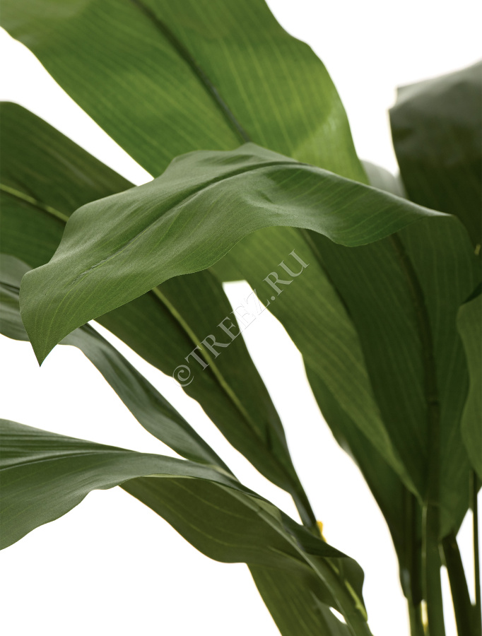 Кордилина Фрутикоза зелёная фото