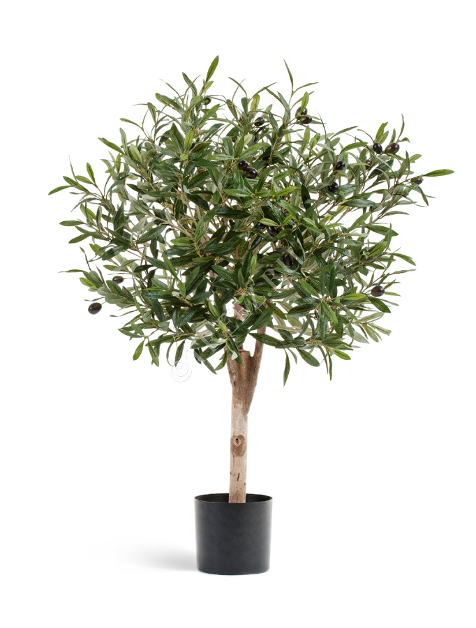 Олива Джи Шар с плодами фото