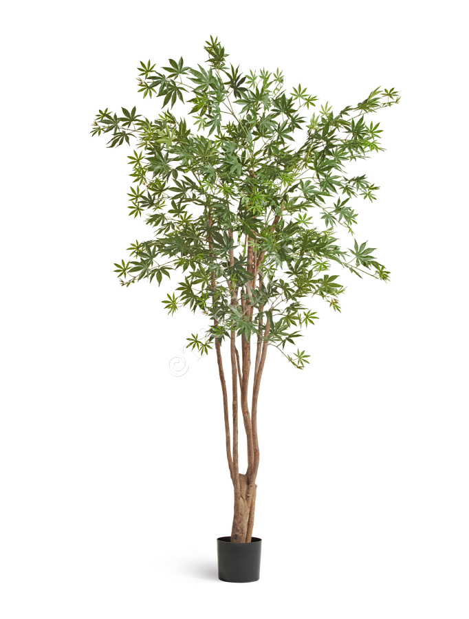 Клён японский Вайлд зелёный фото