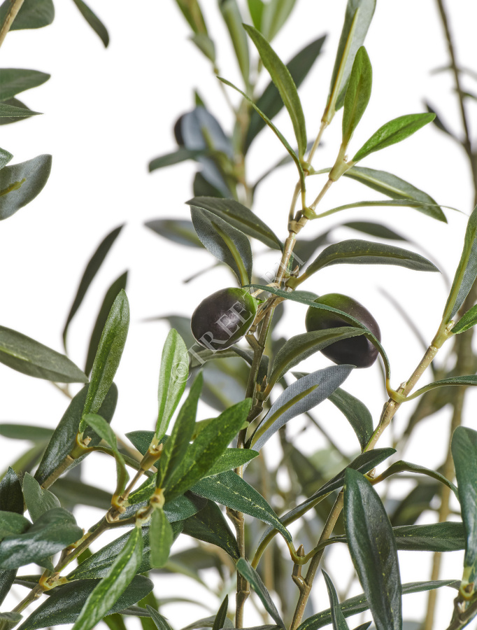 Олива Вайлд с плодами фото