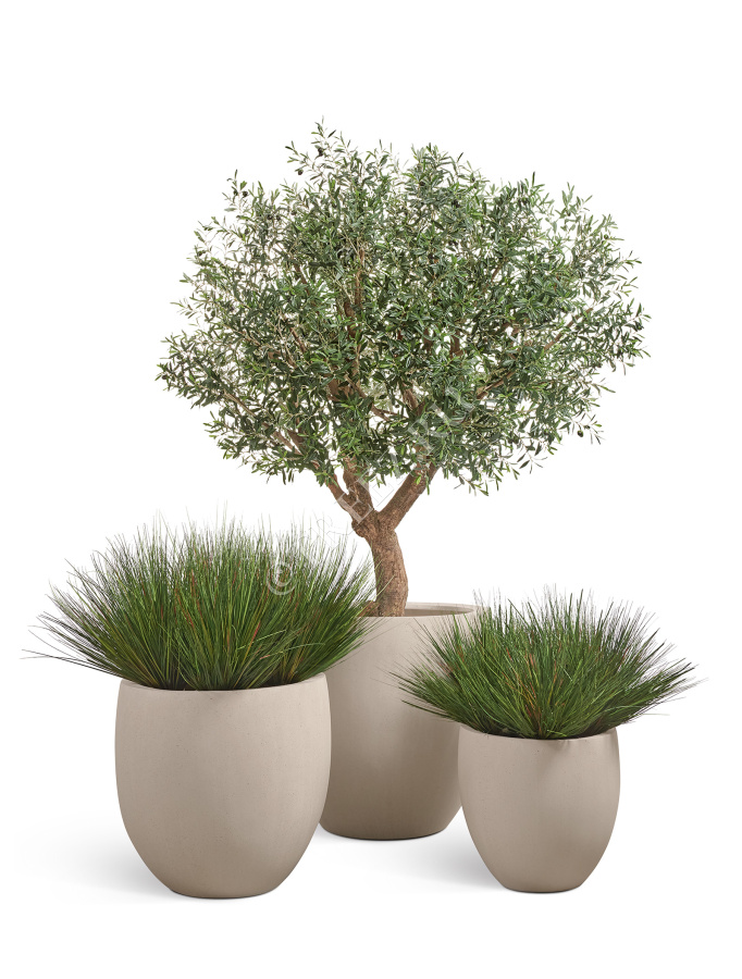 Олива Олден на толстом стволе фото