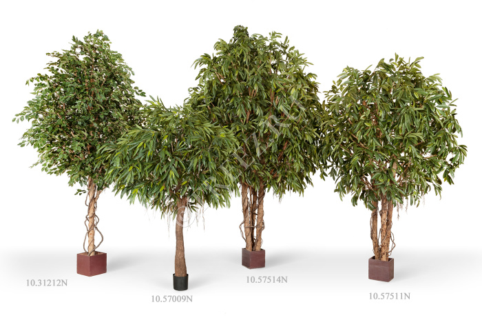 Фикус Бенджамина Гигантский фото