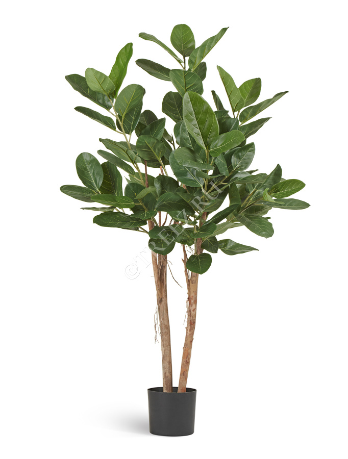 Фикус Одри Бенгальский  фото