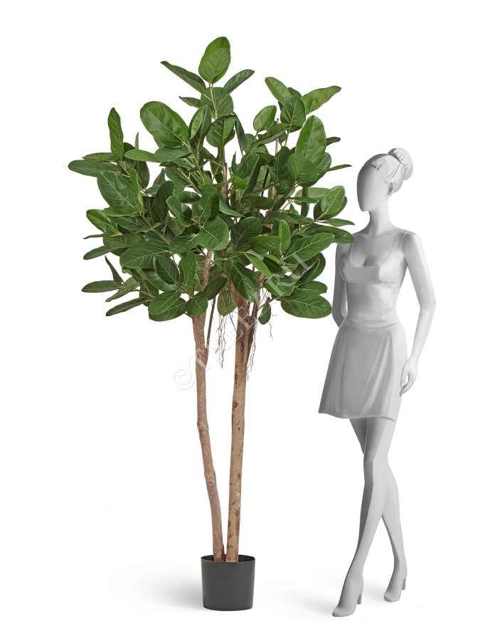 Фикус Одри Бенгальский  фото