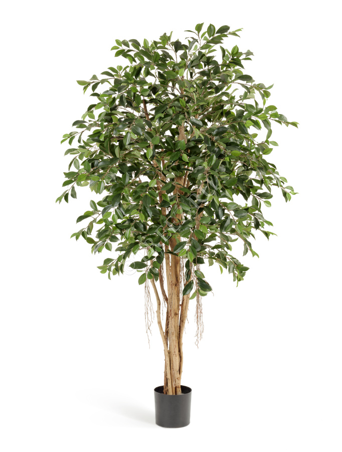 Фикус Ретуса фото