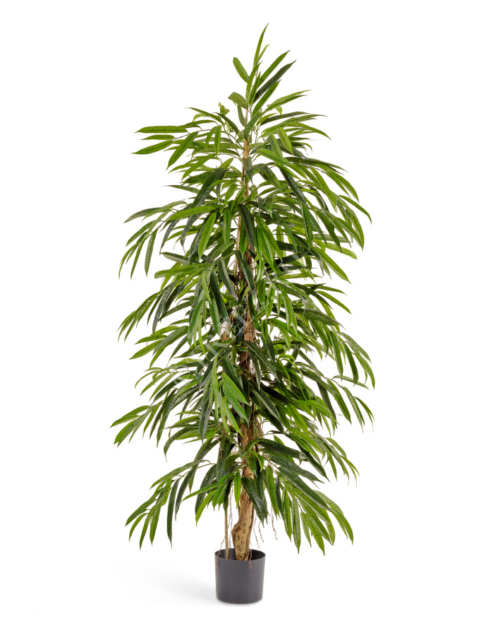 Лонгифолия узколистная Де Люкс фото