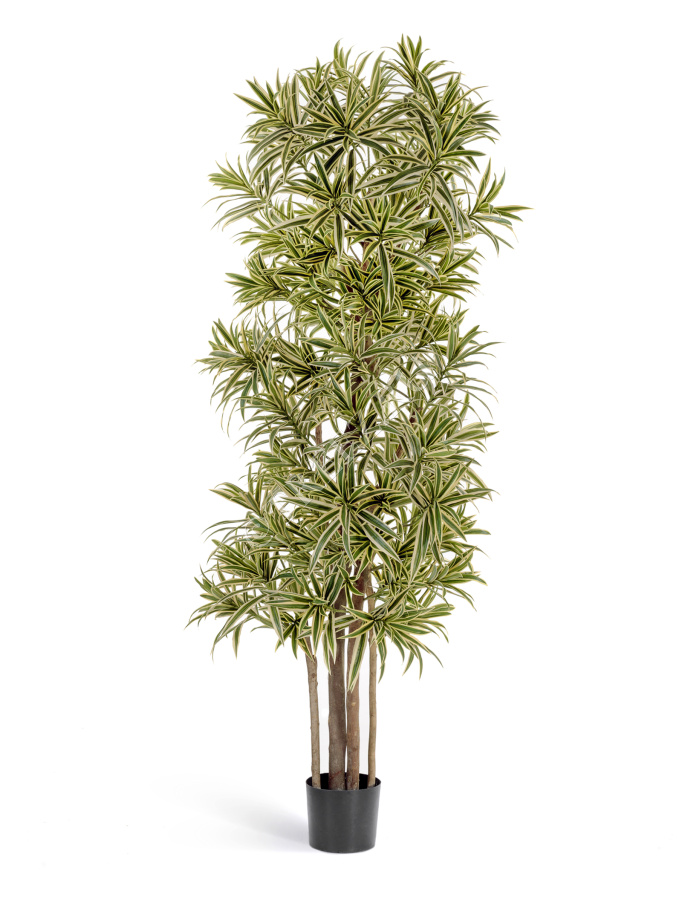 Драцена Рефлекса Золотая фото