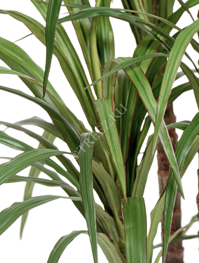 Драцена Маргината фото