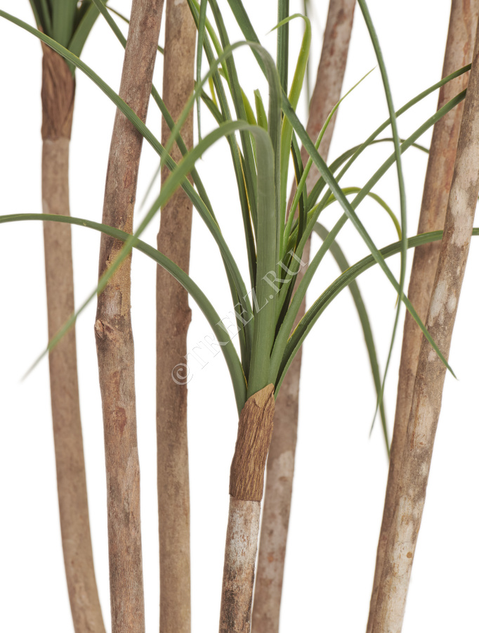 Нолина Нитида фото