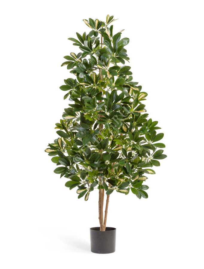 Шеффлера натуральная пёстрая фото