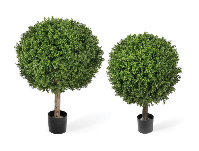 Самшиты Шары уличные на коротком стволе фото