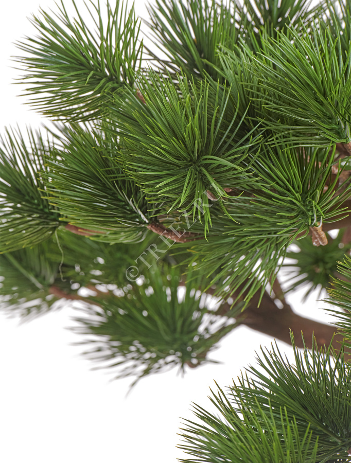 Бонсай Сосна Японская белая Негиши в керамическом кашпо фото