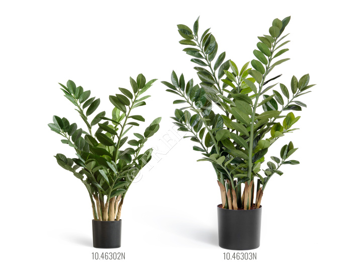 Замиокулькас кустовой Мидл фото