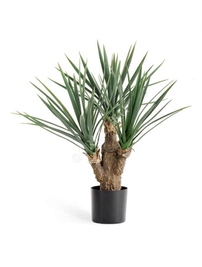 Юкка Рострата Мини 3 ствола фото