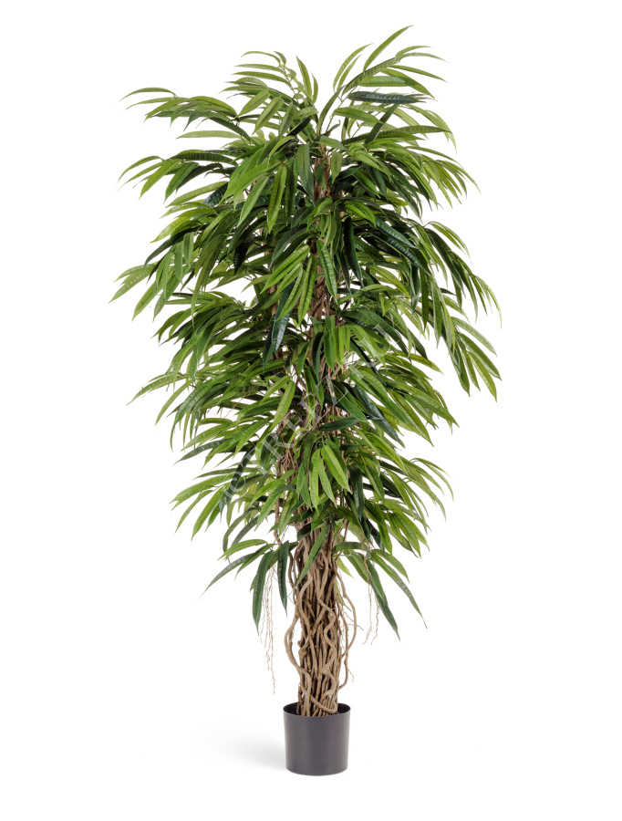 Лонгифолия лиана де люкс фото