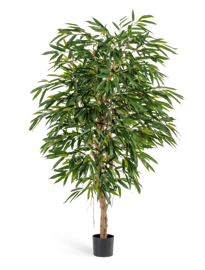 Лонгифолия Роял фото