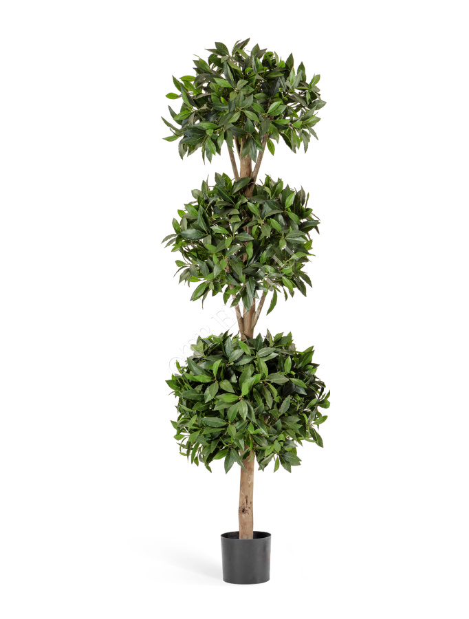 Лавр шар тройной 180 см фото