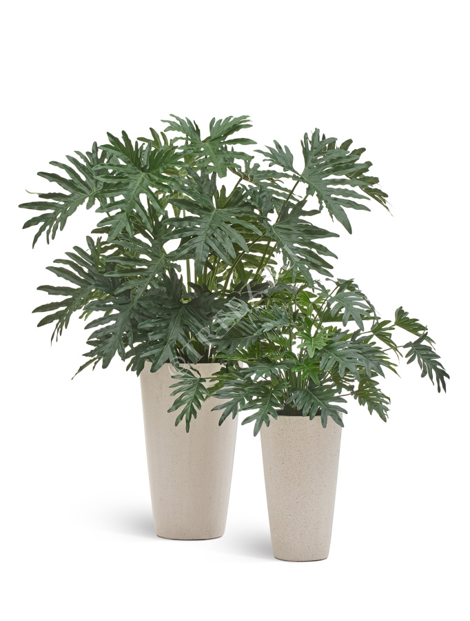 Филодендрон Селло Лардж куст 10.51004N – купить в Москве