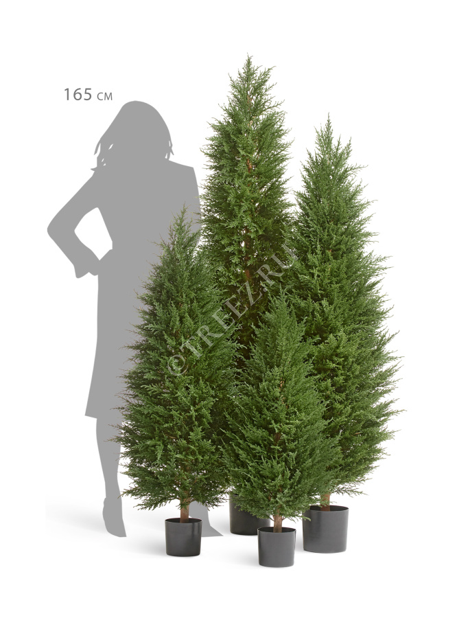 Кипарис Тауэр Элегант уличный фото