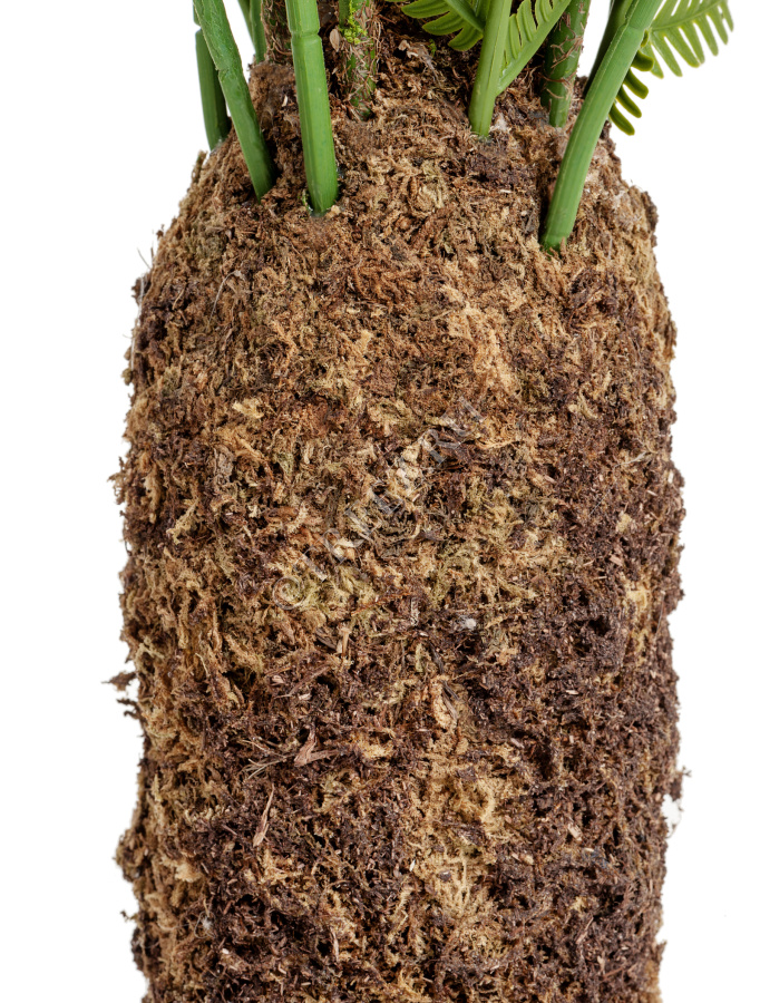 Папоротник Форест древовидный фото