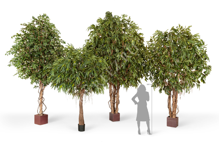 Лонгифолия Роял Кабана на толстом стволе фото