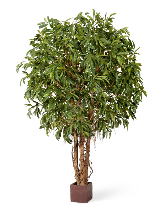 Лонгифолия широколистная Гигантская фото