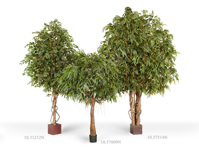 Лонгифолия широколистная Гигантская фото