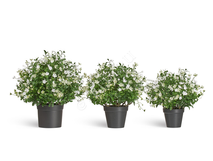 Альпийское разнотравье с белыми цветами (3 размера) фото