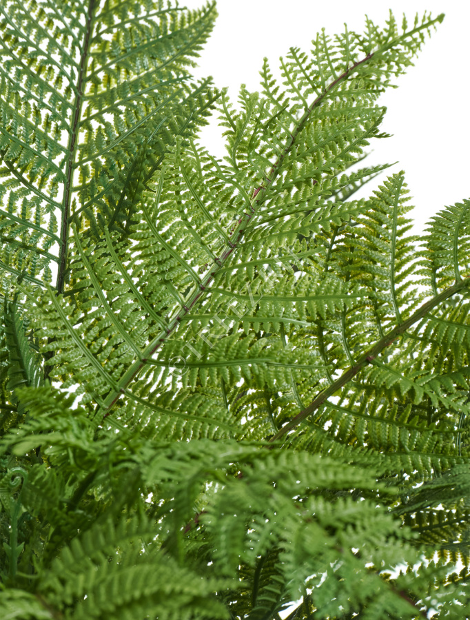 Папоротник Вудвардия большой фото