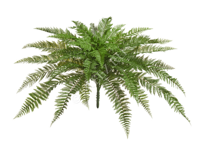 Папоротник Вудвардия большой фото