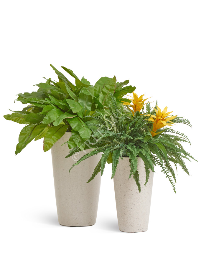 Асплениум Натуральный большой фото