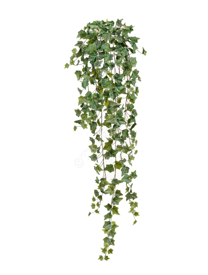 Английский плющ Олд Тэмпл припылённо-зелёный фото