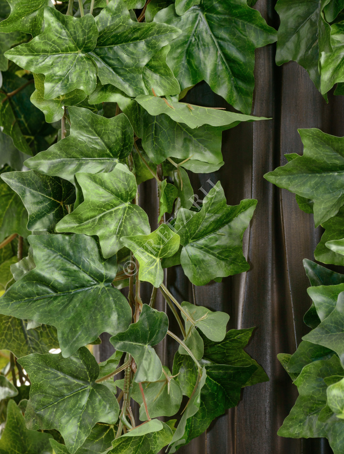 Английский плющ Биг Олд Тэмпл крупнолистный зелёный фото