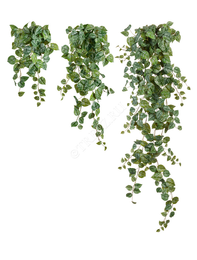 Сциндапсус Пиктус серебристо-зелёный фото