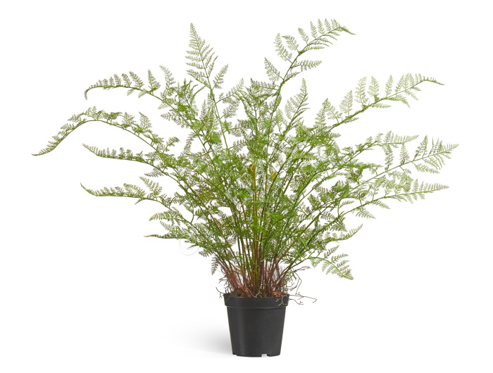 Папоротник Аспарагус куст нежно-зелёный в кашпо фото