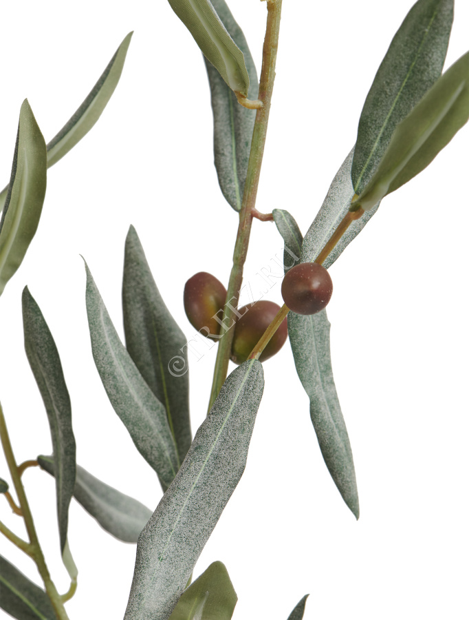 Ветвь оливы большая интерьерная с плодами (серия Prime) фото