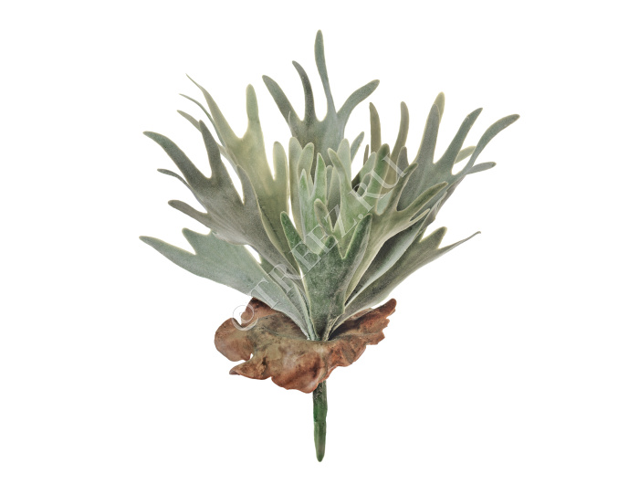 Папоротник Стегхорн (Оленьи рога) куст фото