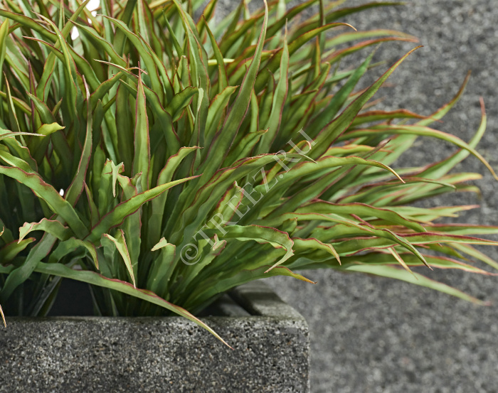 Трава Ванилла Грасс зеленая с бордо фото