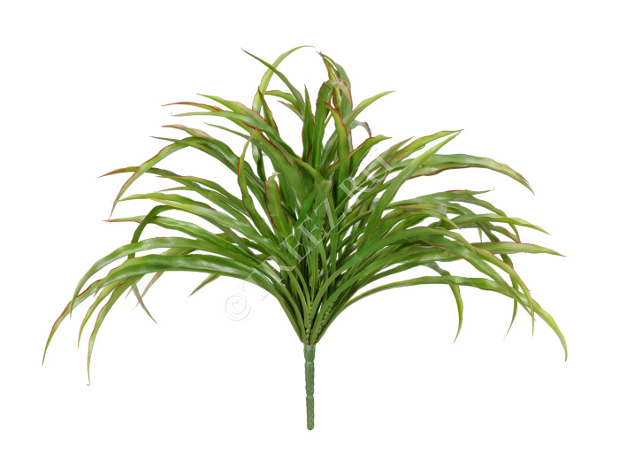 Трава Ванилла Грасс зеленая с бордо фото