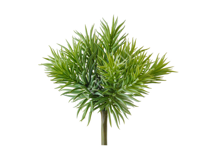 Суккулент Крассула игольчатая куст светло-зелёный фото